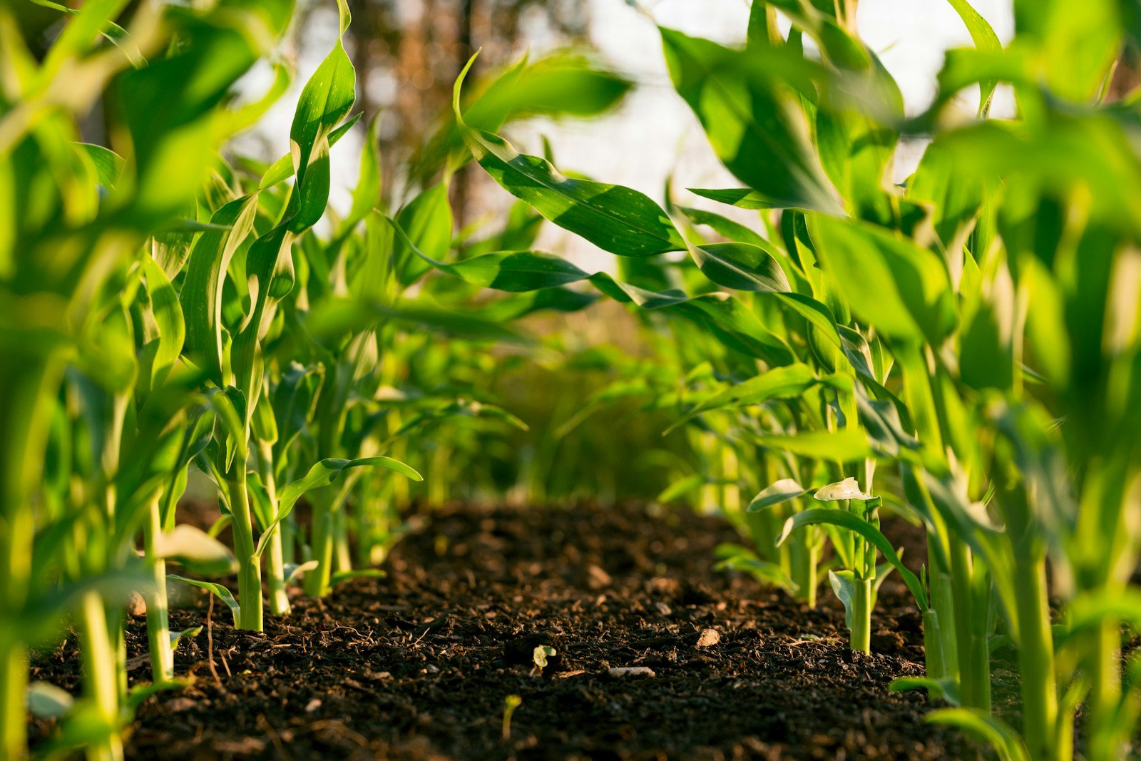Crop to Container: Inside India's Spice Value Chain